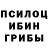 Галлюциногенные грибы Psilocybine cubensis Scentless lover