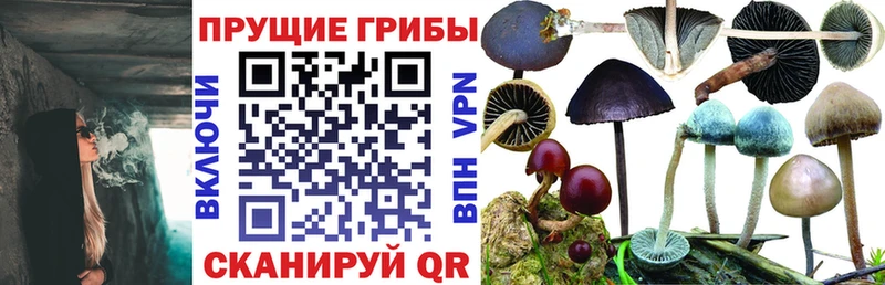 Галлюциногенные грибы Cubensis  нарко площадка клад  Иннополис 